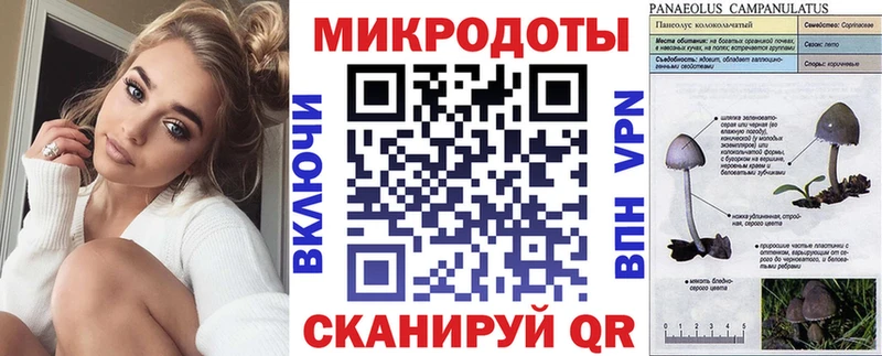 наркота  Злынка  Галлюциногенные грибы Psilocybe 